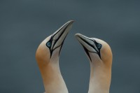 /album/welk-dier-ben-jij/foto-dieren-jpg/